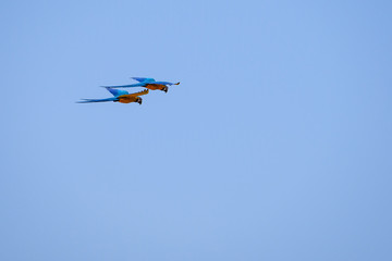 Flying Blue And Yellow Macaw parrot, Ara Ararauna, palm lagoon Lagoa das Araras, Bom Jardim, Nobres, Mato Grosso, Brazil