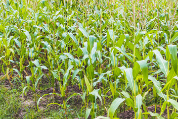 Corn plant with green leaves growth in agriculture field outdoor