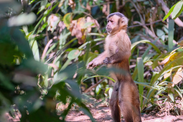 Azaras's Capuchin or Hooded Capuchin, Sapajus Cay, Simia Apella or Cebus Apella, Nobres, Mato Grosso, Pantanal, Brazil