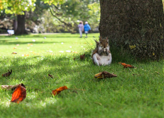 Squirrel in a park