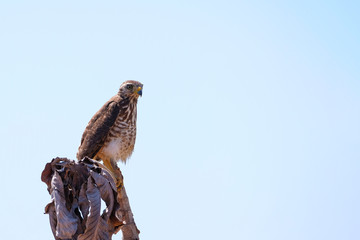Roadside Hawk, Rupornis Magnirostris, white isolated sky, sitting on a branch in Pantanal, Nobres, Mato Grosso, Brazil