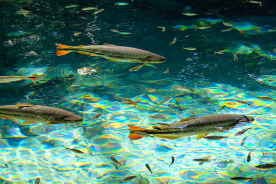 Brycon Hilarii, Piraputanga fishes in cristal clear water of the Salobra river, Bom Jardim Nobres, Mato Grosso, Brazil