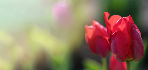 Banner. A bouquet of beautiful red tulips in a field in Holland. Elongated photo