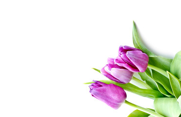 A bouquet of lilac and white tulips with fresh green leaves on a white background. Copy space for text.