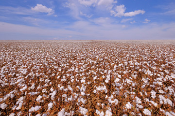 Cotton field ready for harvesting in Campo Verde, Mato Grosso, Brazil