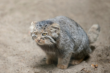 Pallas's cat (Otocolobus manul), also known as the manul