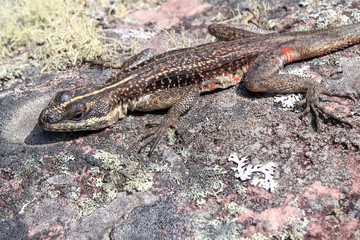 Striped Lava Lizard, Tropidurus Semitaeniatus on stone, Cachoeira Da Fumaca, Smoke Waterfall, Chapada Diamantina, Brazil