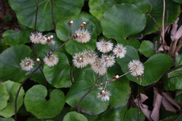Seeds of Japanese silverleaf