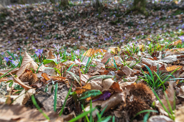 Spring is reborn in the woods. The dry leaves give way to the first flowers, Crocus.