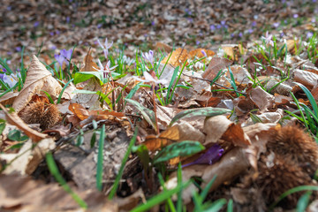 Spring is reborn in the woods. The dry leaves give way to the first flowers, Crocus.