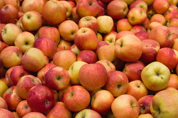 A lot of yellow and red ripe apples