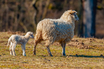 sheep with a cute newborn lamb