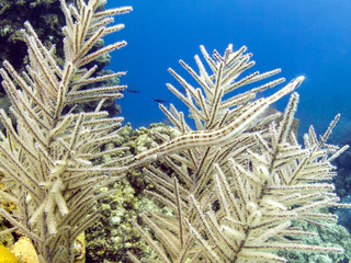 Trumpetfish Hiding in the Coral Reef - Belize Barrier Reef © James Kelley