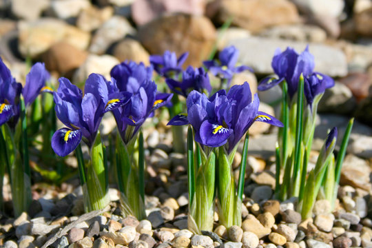 Small spring flowers in the garden, Tiny violet blue irises on gravel flower bed, Iris reticulata or Dwarf iris, Iridaceae