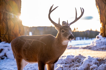 deer in nature sanctuary