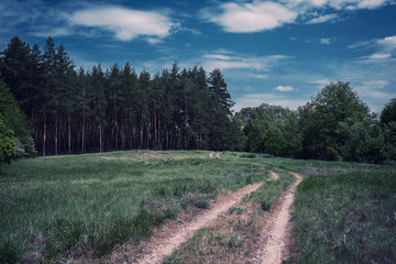 Fototapeta na wymiar Road through a meadow into forest