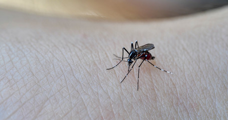 Mosquito. Asian Tiger Mosquito.