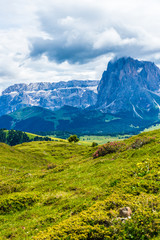 Obraz premium Alpe di Siusi, Seiser Alm with Sassolungo Langkofel Dolomite, a large green field with a mountain in the background