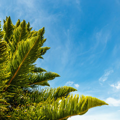 Abstract background with green tree and blue sky