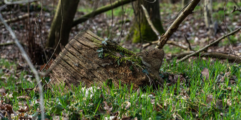 Tree stump