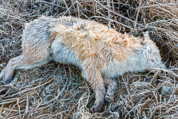 the dead dog lies on the frozen ground