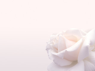 Delicate background with a rose. Pastel background, calm colors. Place to insert text. For card and banner. Sweet color roses in soft style for background