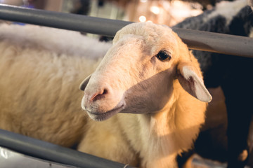 Fototapeta premium closeup on white sheep face in stables show up it head to wait for people feed them