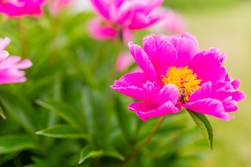 Blooming pink peony and bees in the summer garden.