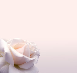 Fototapeta premium Delicate background with a rose. Pastel background, calm colors. Place to insert text. For card and banner. Sweet color roses in soft style for background