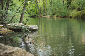 lago rodeado de árboles y arbustos