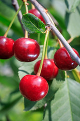 Ripe cherries on the tree in the garden in sunny summer day