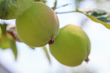 Green apples on the tree in summer day.