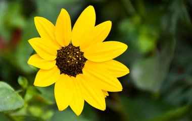 closeup of sunflower