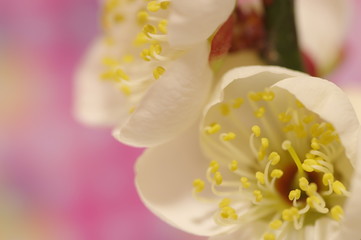 Obraz na płótnie Canvas 梅の花