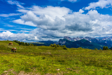 Alpe di Siusi, Seiser Alm with Sassolungo Langkofel Dolomite, a cow grazing on a lush green field
