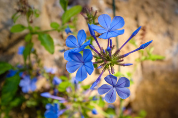 fleurs bleues de plumbago  © Franck Chapolard