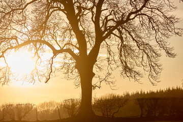 Sunset behind winter leafless tree silhouette © Mark.Hooper.Glos