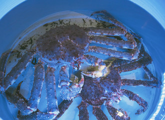 Live king crabs in the restaurant aquarium, cooking fresh seafood