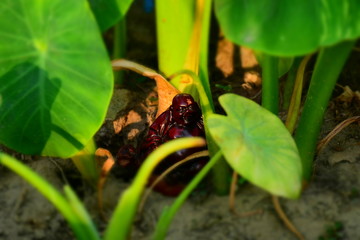 plant in the garden