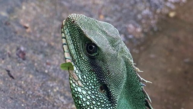 The Chinese water dragon (Physignathus cocincinus) portrait inside vivarium at zoo, close up. Head of the reptile with detail of skin.