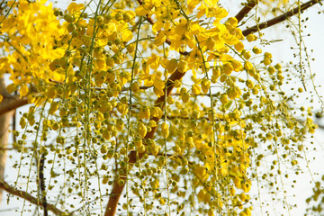 cassia fistula flower on tree