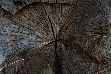 Felled tree in the cross section