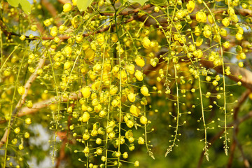 cassia fistula flower on tree