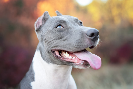 portrait cute dog blue american staffordshire terrier pit bull puppy in the forest in nature