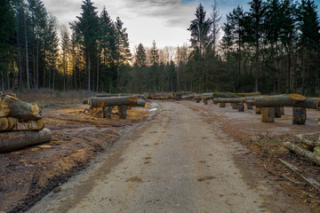 timber road