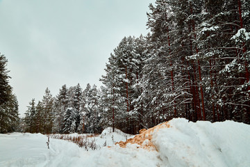 Snow covered trees in a winter forest