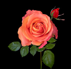 bright red rose large bloom and small bud on black