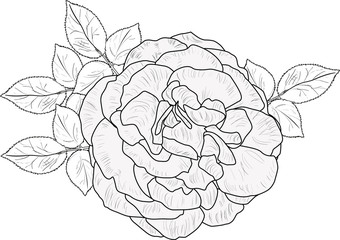 dense rose bloom with small leaves sketch on white