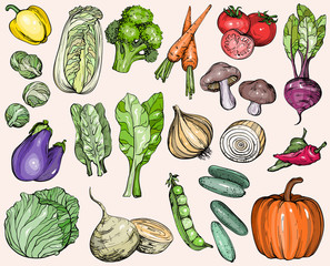 Collection of hand-drawn vegetables