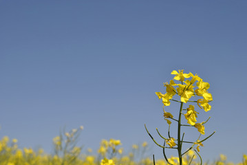 Obraz premium Yellow Rapeseed flower